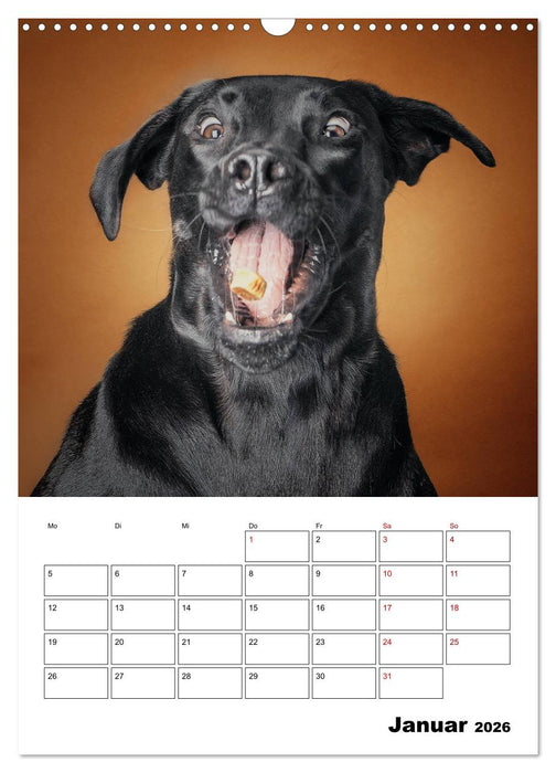 Fang das Leckerli (CALVENDO Wandkalender 2026)