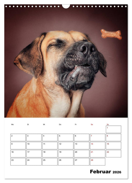 Fang das Leckerli (CALVENDO Wandkalender 2026)