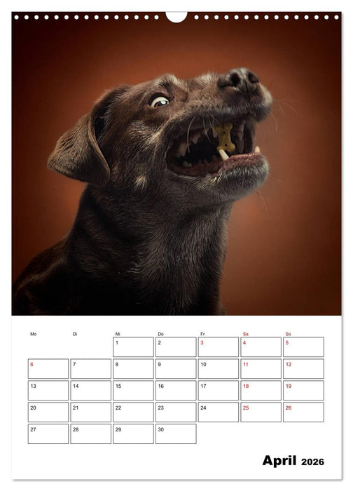 Fang das Leckerli (CALVENDO Wandkalender 2026)