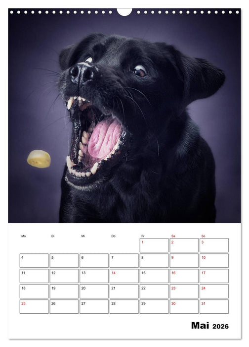 Fang das Leckerli (CALVENDO Wandkalender 2026)