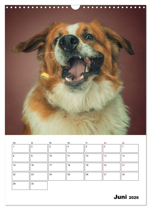 Fang das Leckerli (CALVENDO Wandkalender 2026)