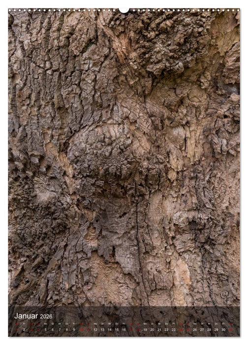 BÄUME DER ERDE - DIE FANTASTISCHE WELT DER RINDE (CALVENDO Wandkalender 2026)