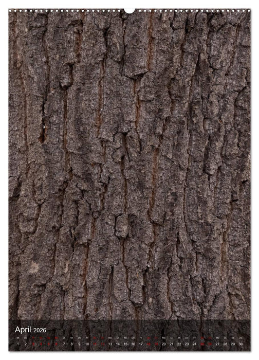 BÄUME DER ERDE - DIE FANTASTISCHE WELT DER RINDE (CALVENDO Wandkalender 2026)