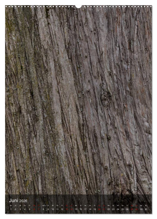 BÄUME DER ERDE - DIE FANTASTISCHE WELT DER RINDE (CALVENDO Wandkalender 2026)