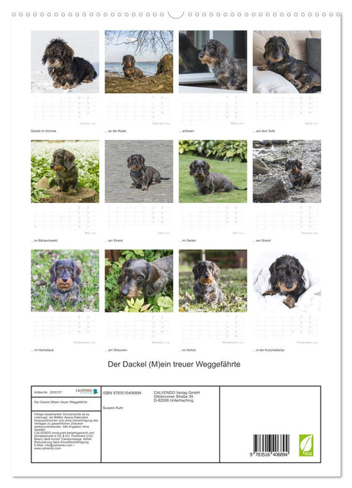 Der Dackel (M)ein treuer Weggefährte (CALVENDO Premium Wandkalender 2026)