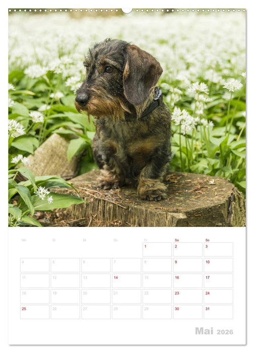 Der Dackel (M)ein treuer Weggefährte (CALVENDO Premium Wandkalender 2026)