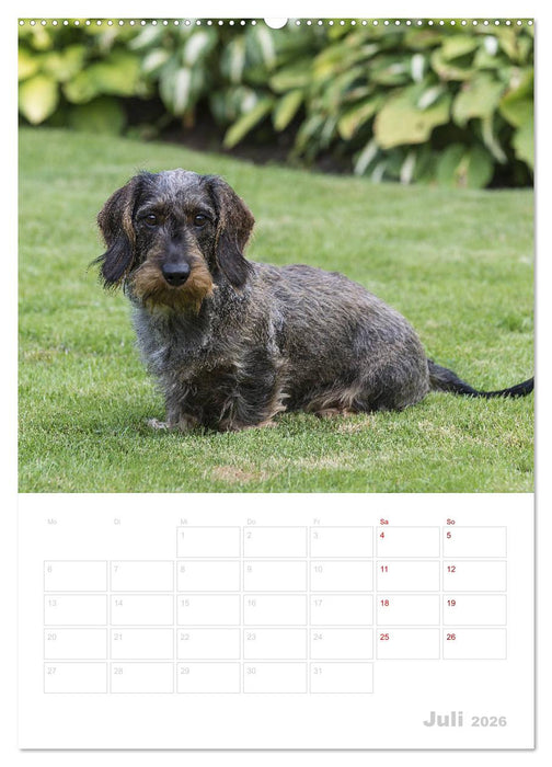 Der Dackel (M)ein treuer Weggefährte (CALVENDO Premium Wandkalender 2026)
