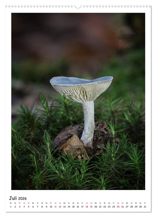 Pilzgalerie - Faszinierende Pilzaufnahmen aus der Region Rheinland-Pfalz (CALVENDO Premium Wandkalender 2026)