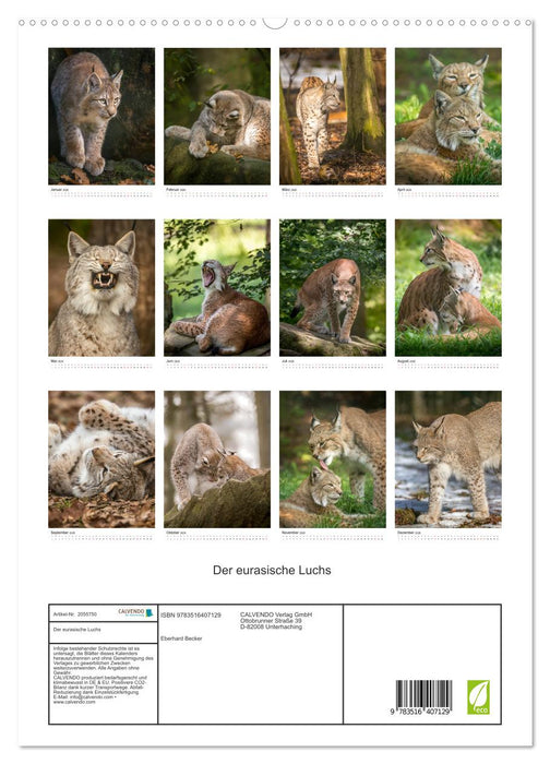 Der eurasische Luchs (CALVENDO Premium Wandkalender 2026)