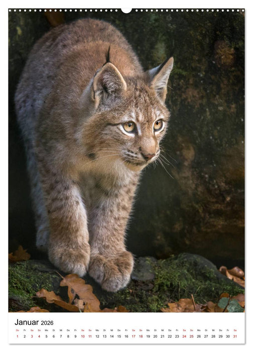 Der eurasische Luchs (CALVENDO Premium Wandkalender 2026)