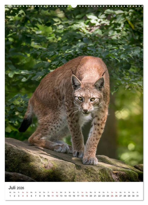 Der eurasische Luchs (CALVENDO Premium Wandkalender 2026)