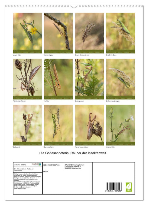 Die Gottesanbeterin. Räuber der Insektenwelt. (CALVENDO Premium Wandkalender 2026)