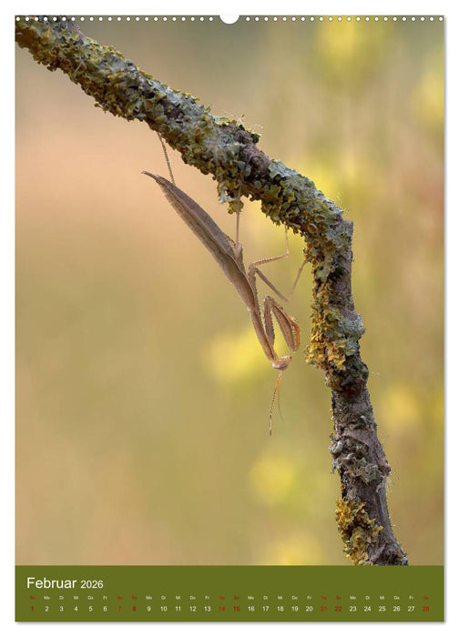 Die Gottesanbeterin. Räuber der Insektenwelt. (CALVENDO Premium Wandkalender 2026)