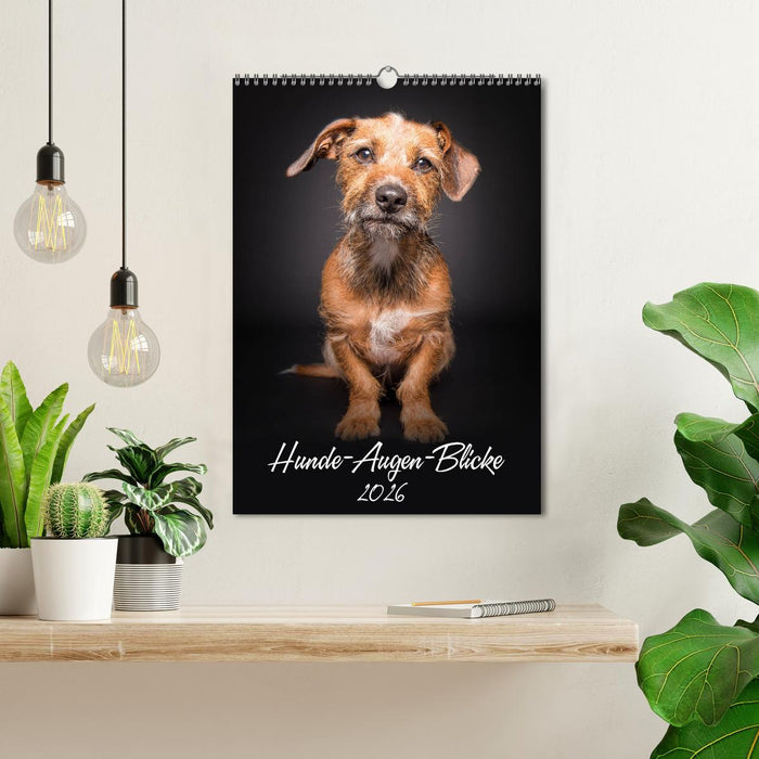 Hunde-Augen-Blicke (CALVENDO Wandkalender 2026)