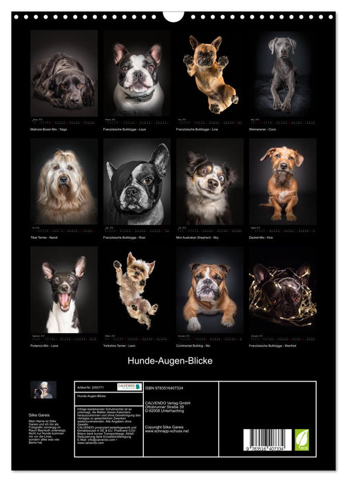 Hunde-Augen-Blicke (CALVENDO Wandkalender 2026)