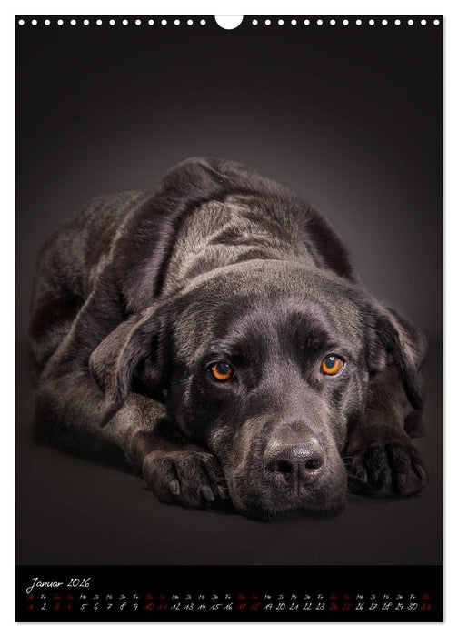 Hunde-Augen-Blicke (CALVENDO Wandkalender 2026)