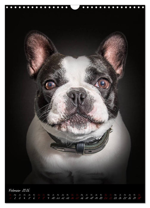 Hunde-Augen-Blicke (CALVENDO Wandkalender 2026)