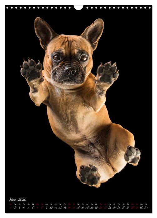 Hunde-Augen-Blicke (CALVENDO Wandkalender 2026)