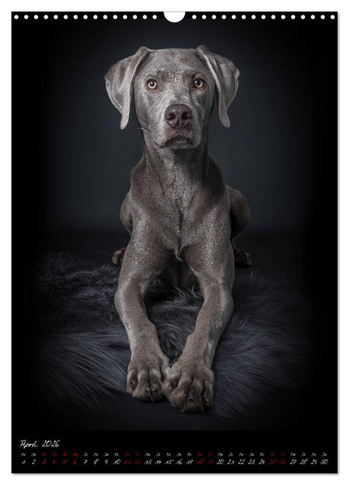 Hunde-Augen-Blicke (CALVENDO Wandkalender 2026)