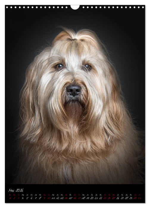 Hunde-Augen-Blicke (CALVENDO Wandkalender 2026)