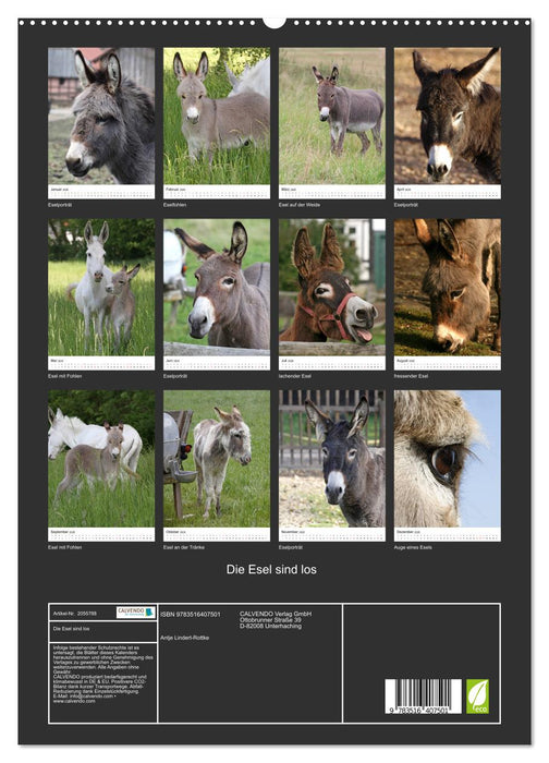Die Esel sind los (CALVENDO Premium Wandkalender 2026)