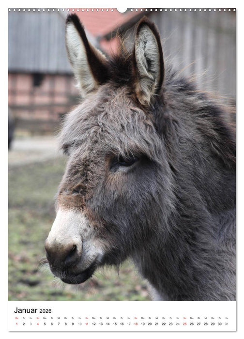 Die Esel sind los (CALVENDO Premium Wandkalender 2026)