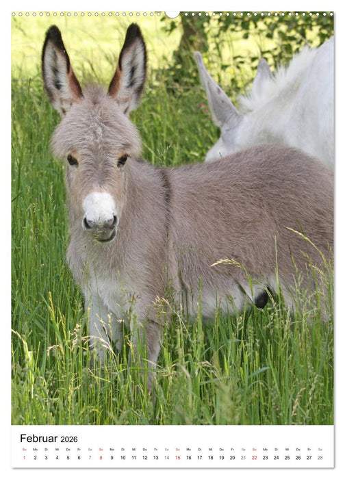 Die Esel sind los (CALVENDO Premium Wandkalender 2026)
