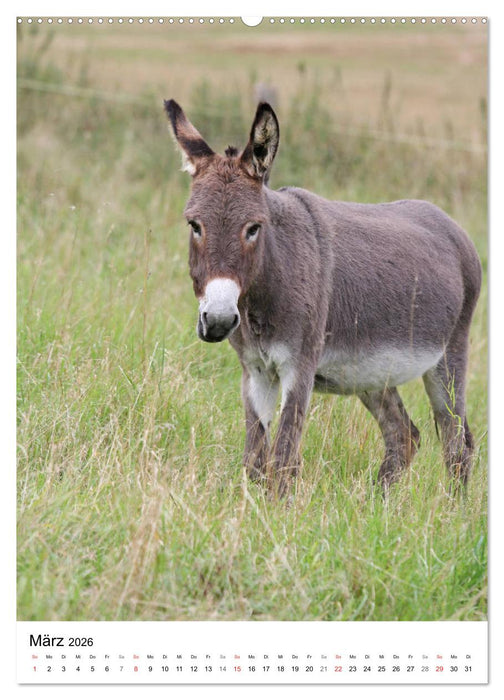 Die Esel sind los (CALVENDO Premium Wandkalender 2026)
