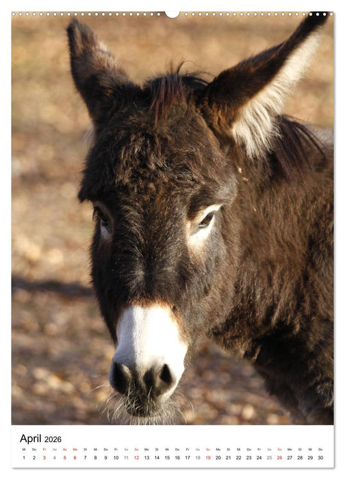 Die Esel sind los (CALVENDO Premium Wandkalender 2026)