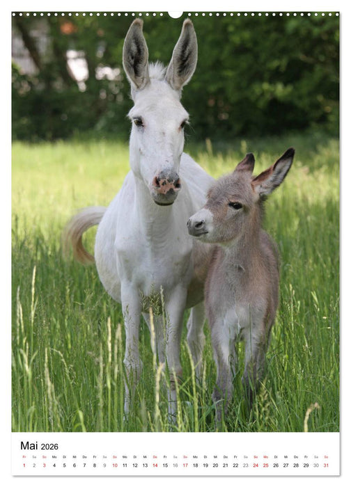 Die Esel sind los (CALVENDO Premium Wandkalender 2026)