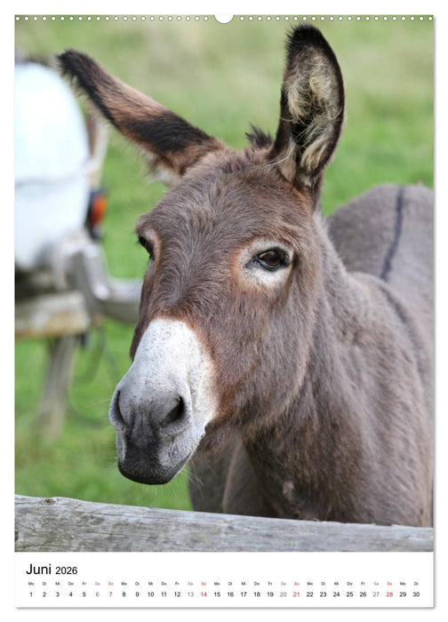 Die Esel sind los (CALVENDO Premium Wandkalender 2026)