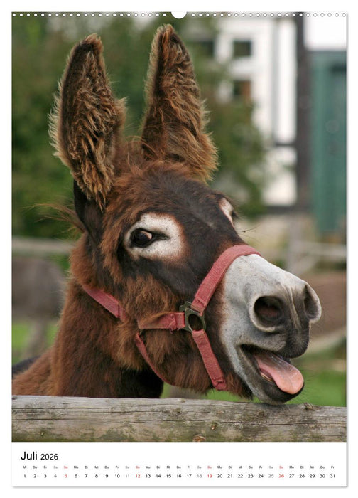 Die Esel sind los (CALVENDO Premium Wandkalender 2026)