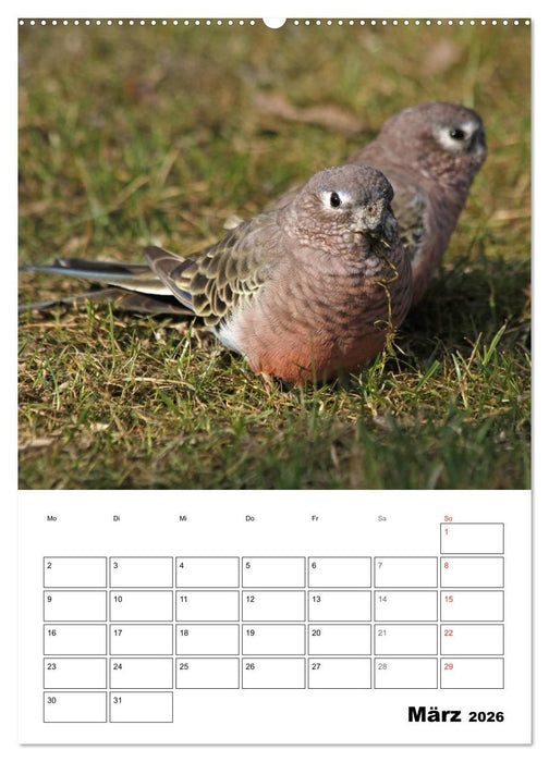Papageien - Graupapagei, Rosella und Co. (CALVENDO Premium Wandkalender 2026)