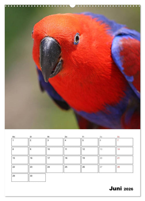 Papageien - Graupapagei, Rosella und Co. (CALVENDO Premium Wandkalender 2026)