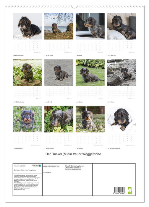 Der Dackel (M)ein treuer Weggefährte (CALVENDO Wandkalender 2026)