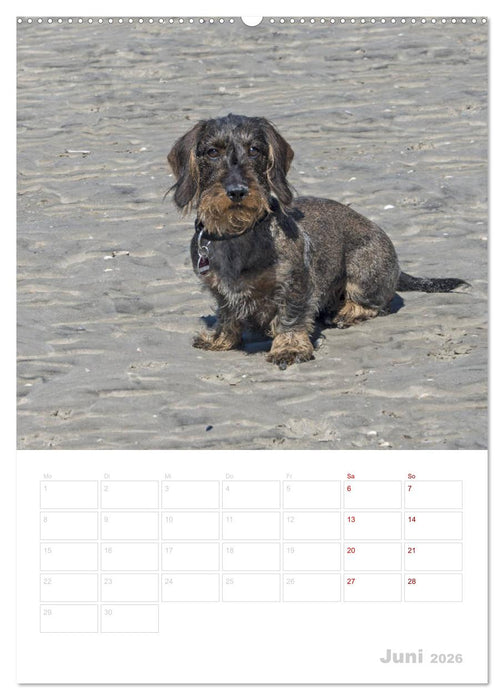 Der Dackel (M)ein treuer Weggefährte (CALVENDO Wandkalender 2026)