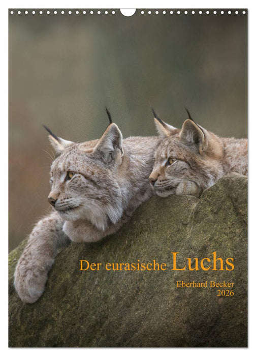 Der eurasische Luchs (CALVENDO Wandkalender 2026)