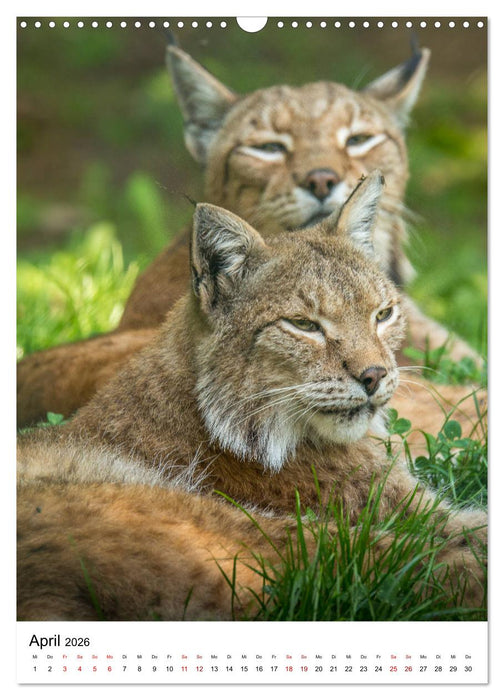 Der eurasische Luchs (CALVENDO Wandkalender 2026)