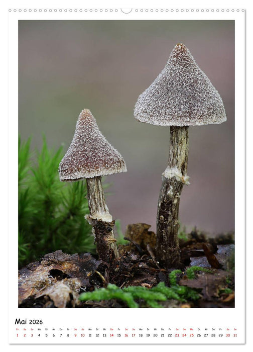 Pilzgalerie - Faszinierende Pilzaufnahmen aus der Region Rheinland-Pfalz (CALVENDO Wandkalender 2026)