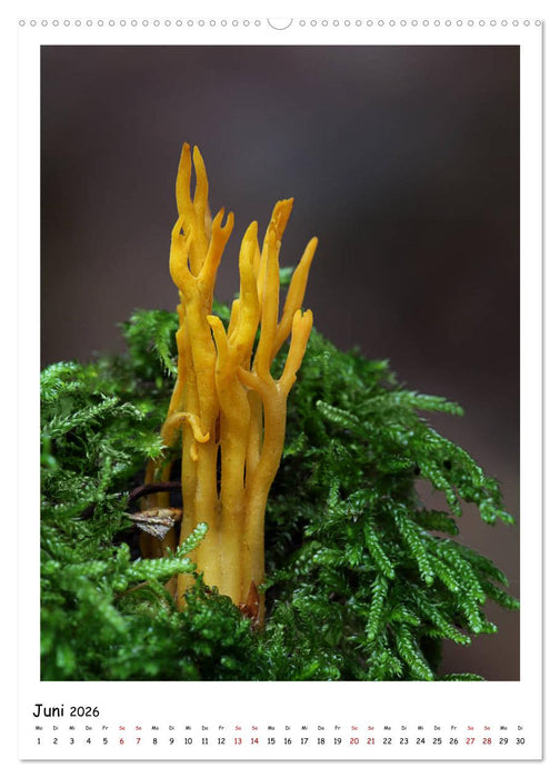 Pilzgalerie - Faszinierende Pilzaufnahmen aus der Region Rheinland-Pfalz (CALVENDO Wandkalender 2026)
