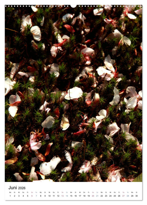 Japan - Kirschblüten (CALVENDO Premium Wandkalender 2026)