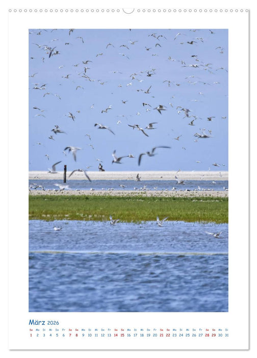 Texel - Momente die verzaubern (CALVENDO Wandkalender 2026)
