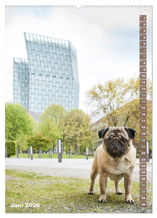 Möpse in Hamburg (CALVENDO Wandkalender 2026)