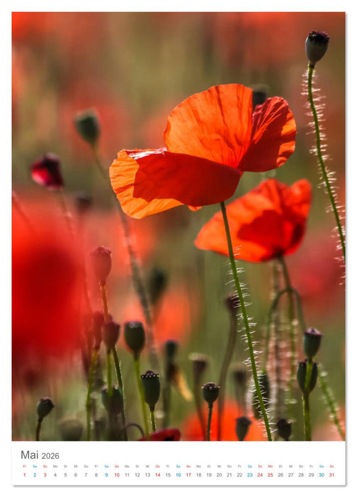 Provence im Licht (CALVENDO Premium Wandkalender 2026)