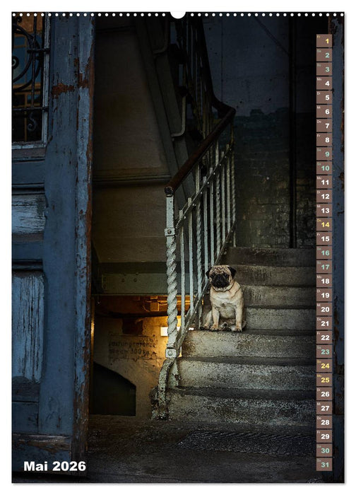 Möpse in Hamburg (CALVENDO Premium Wandkalender 2026)