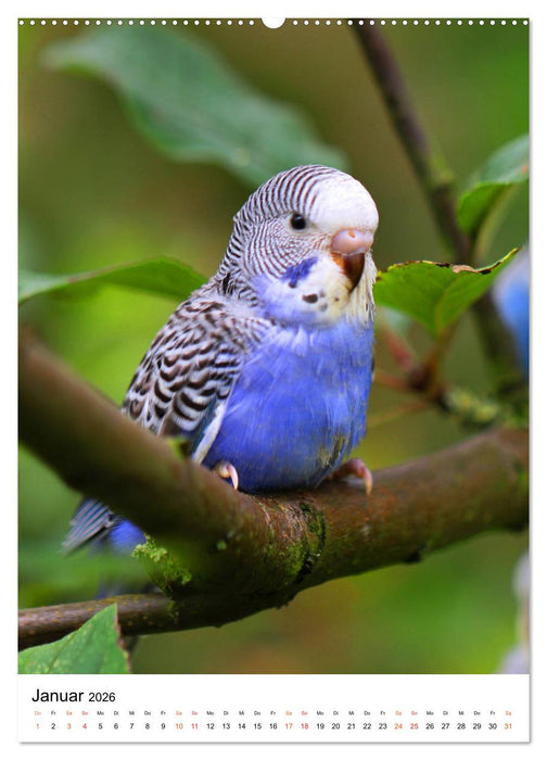 Wellensittichküken (CALVENDO Premium Wandkalender 2026)