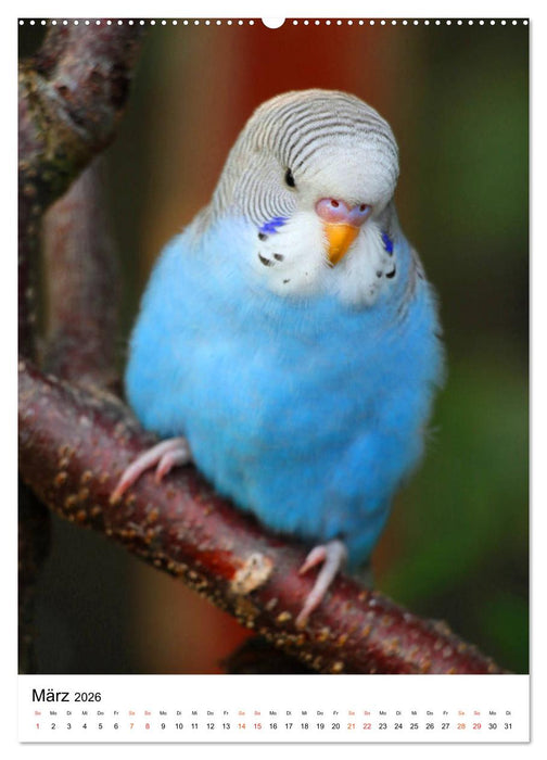Wellensittichküken (CALVENDO Premium Wandkalender 2026)