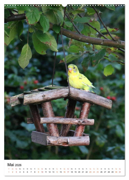 Wellensittichküken (CALVENDO Premium Wandkalender 2026)