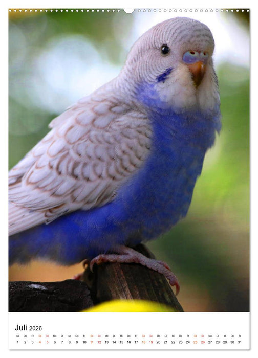 Wellensittichküken (CALVENDO Premium Wandkalender 2026)