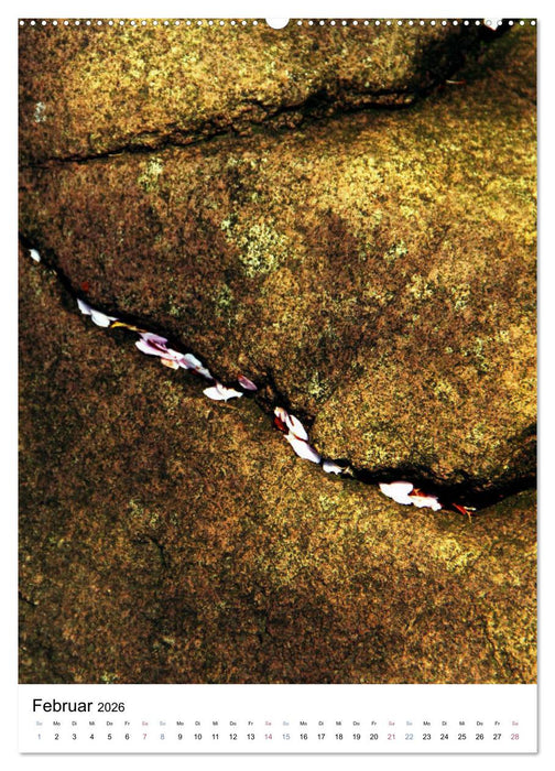 Japan - Kirschblüten (CALVENDO Wandkalender 2026)